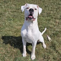 Odyn, chien à adopter