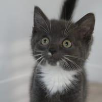 Coco, chat à adopter