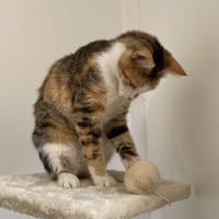 RACHEL, chatte à adopter