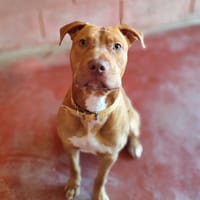 PAA22964 ZACK, chien à adopter