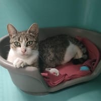 LOVEA QCT (reservee), chatte à adopter