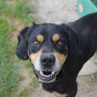 AYRON CHAO, chien à adopter