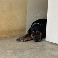 Pheeline, chienne à adopter
