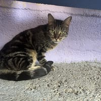 BIDULE, chat à adopter