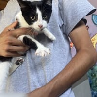 JINGLE, chat à adopter