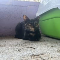 BELLA, chatte à adopter