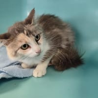 Willie, chatte à adopter