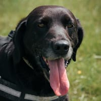 STOP, chien à adopter