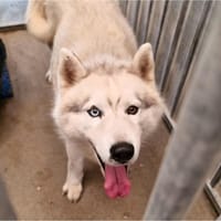 Snow (réservé), chien à adopter