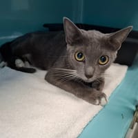 Barbouille, chatte à adopter