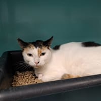 Blanchette, chatte à adopter