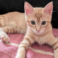 Pouic, chat à adopter