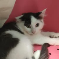 CAUDALIE QCT, chat à adopter