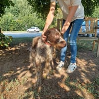 IGOR, chien à adopter