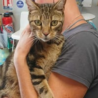 MALEFIQUE, chatte à adopter