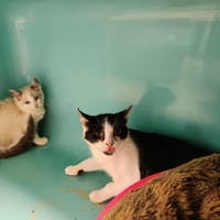 NEUTROGENA QCT, chatte à adopter