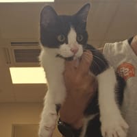 PEP'S, chat à adopter