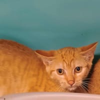 BIODERMA QCT, chatte à adopter