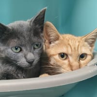 LIPIKAR QCT (reserve), chat à adopter