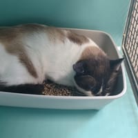 DEXERYL QCT, chat à adopter