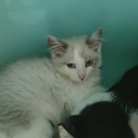 KLORANE (réservé) QCT, chat à adopter