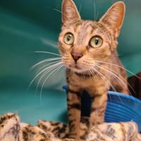AVENE QCT, chatte à adopter
