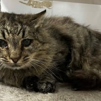GINETTE, chatte à adopter