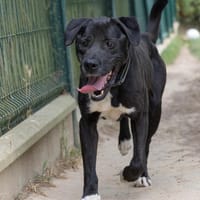 Shadow, chien à adopter
