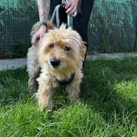 KEUSTY VAA, chien à adopter