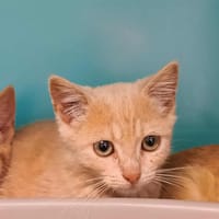 INNEOV QCT (reservee), chatte à adopter