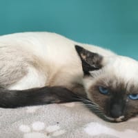 AKILEINE QCT (reservee), chatte à adopter