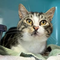 CHARLY, chatte à adopter