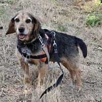 Patia, chienne à adopter