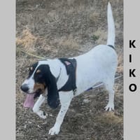 Kiko, chien à adopter