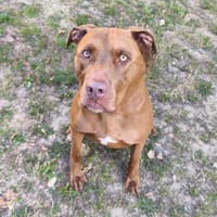 Ramsès CAA13754, chien à adopter