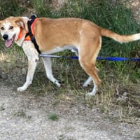 Marco, chien à adopter