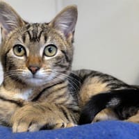 MIKO PAB27123, chatte à adopter