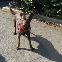 Douchka, chienne à adopter