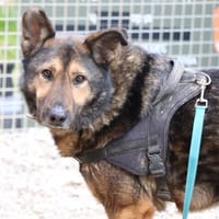BHALOO CHAO11667, chien à adopter