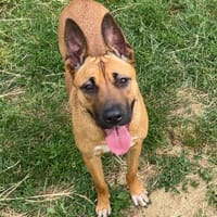 NOVA, chienne à adopter