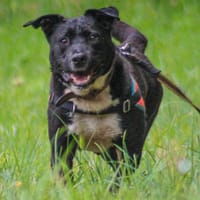 Fybie, chienne à adopter