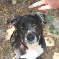 BERETTA, chien à adopter