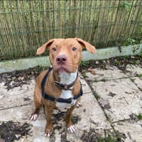 NALA PAA22552, chienne à adopter