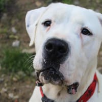 tango, chien à adopter