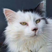 Choupette, chatte à adopter