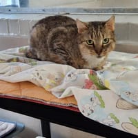 PANTOUFLE, chat à adopter