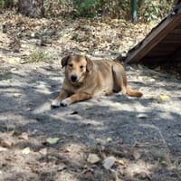 Tita (réservée), chienne à adopter