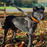 CHOCO, chien à adopter