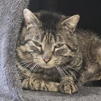 ZANZIBAR, chat à adopter