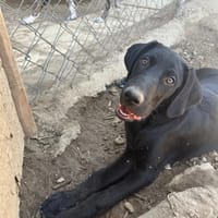 Oslo, chien à adopter